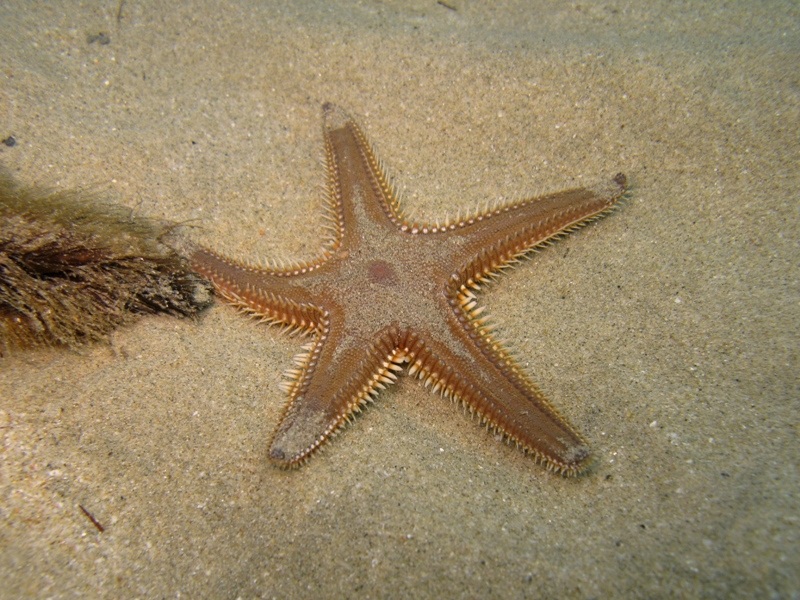 Astropecten platyacanthus (Philippi, 1837)